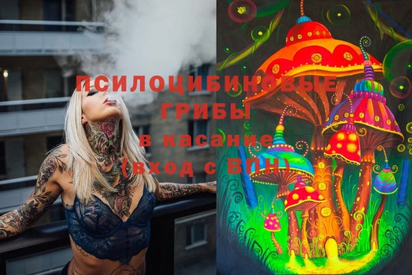 шишки Арсеньев